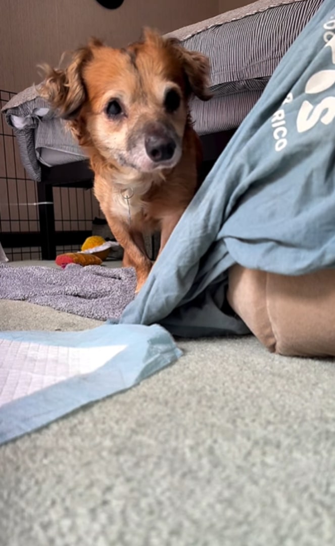 brown puppy under bed
