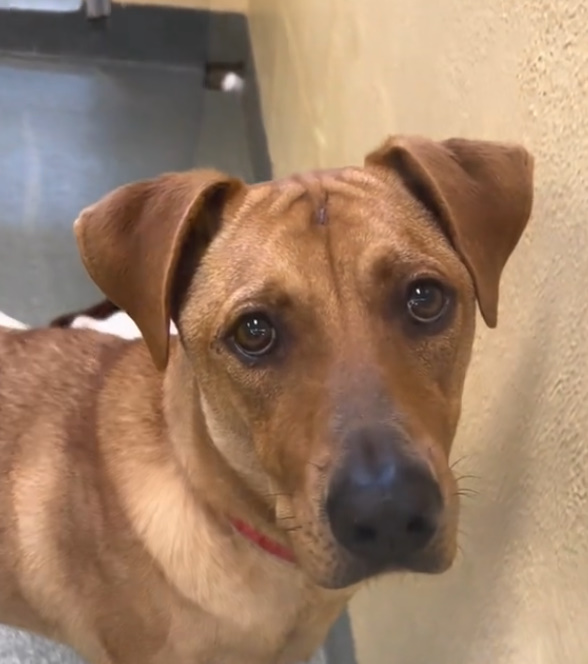 brown shelter dog