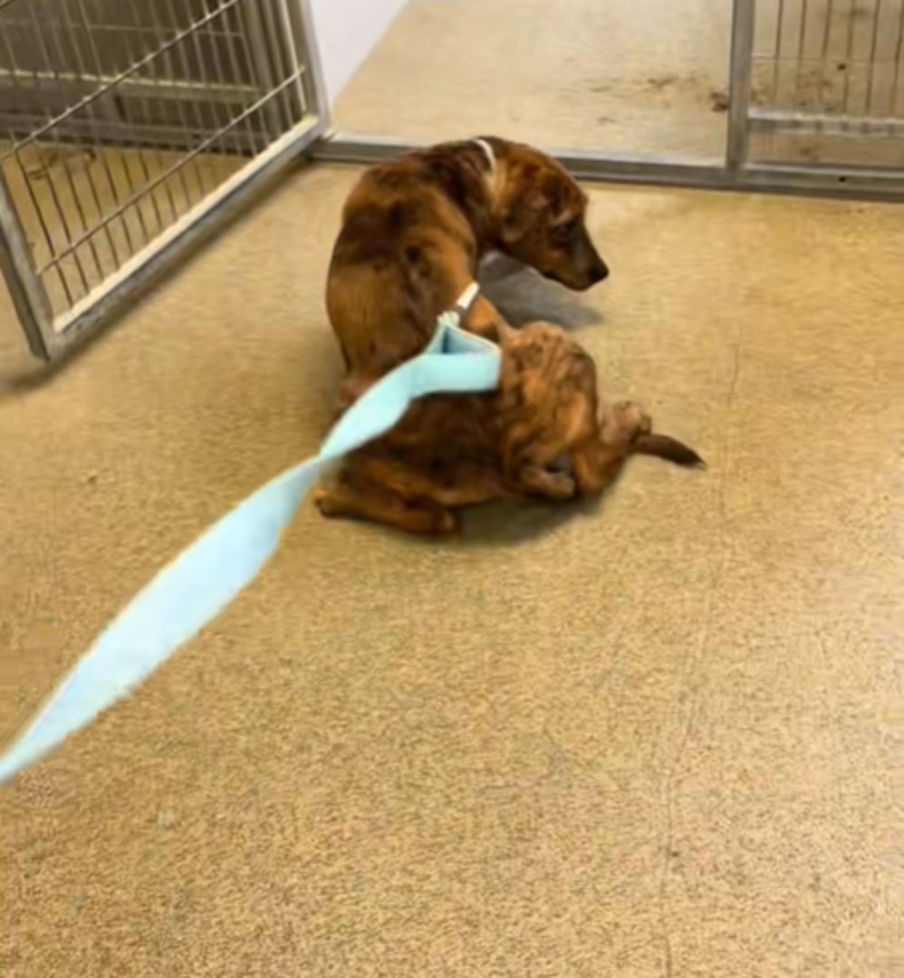 brown shelter dog