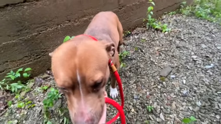brown stray dog