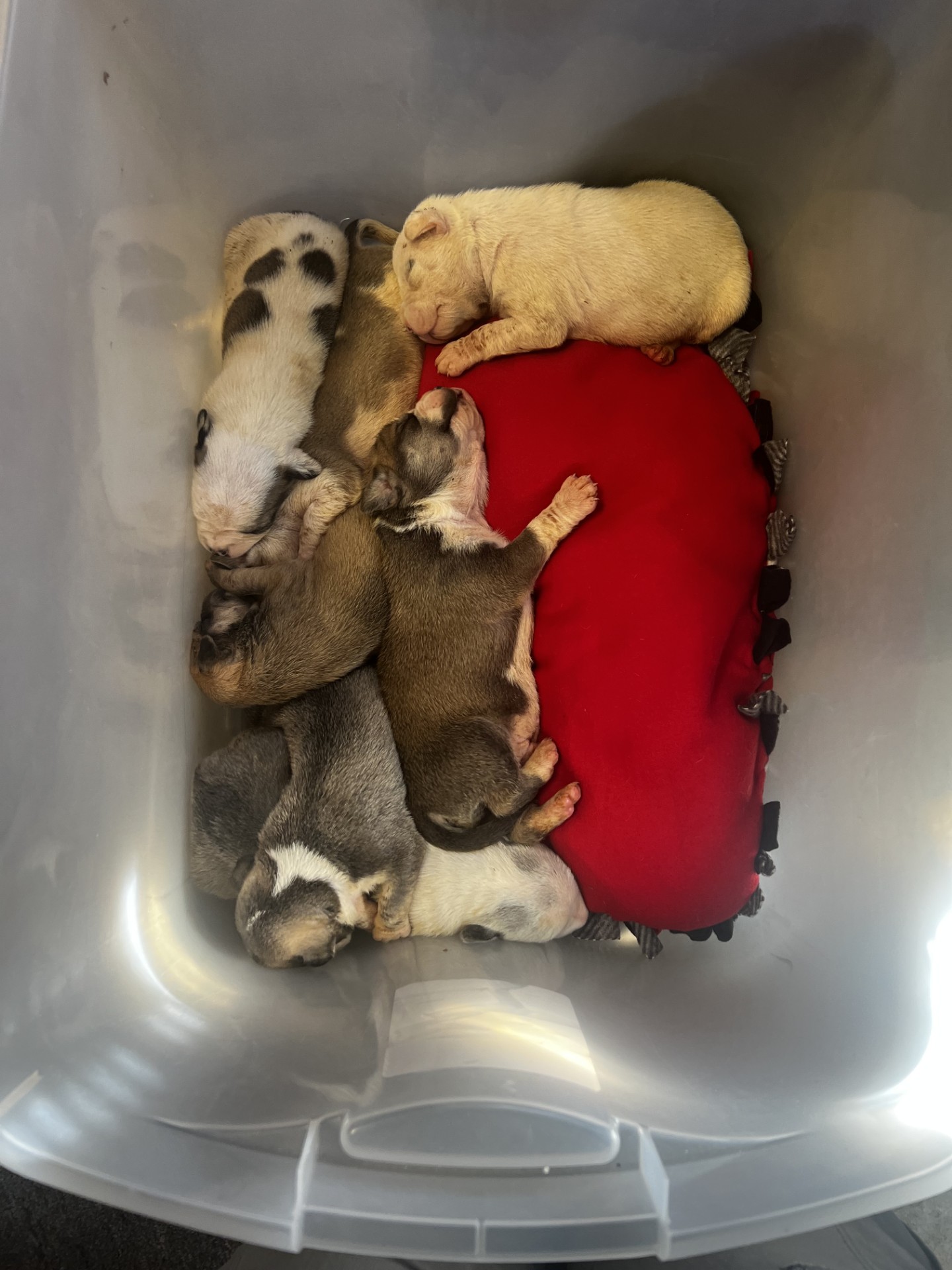 bunch of small puppies abandoned