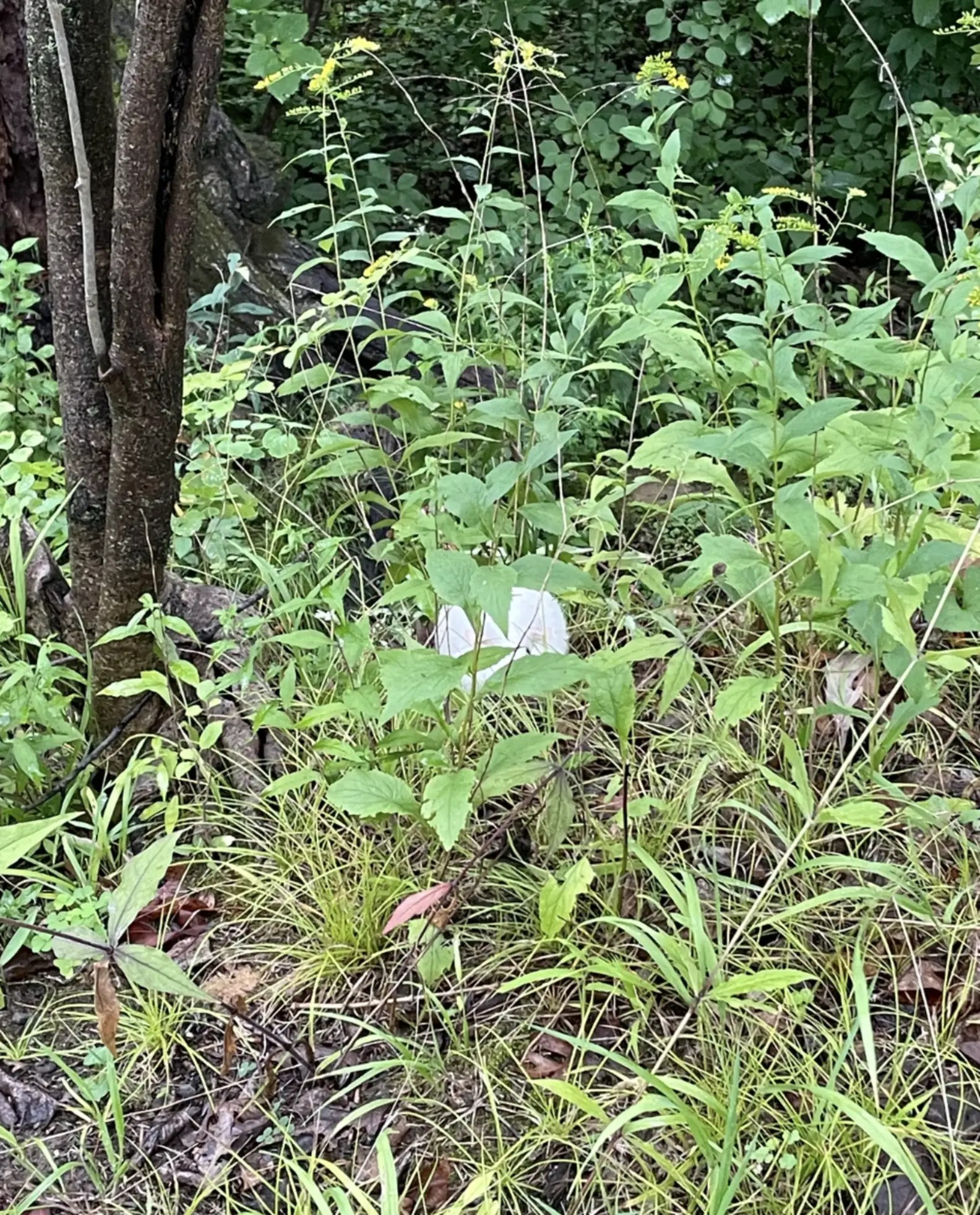 bunny in forest