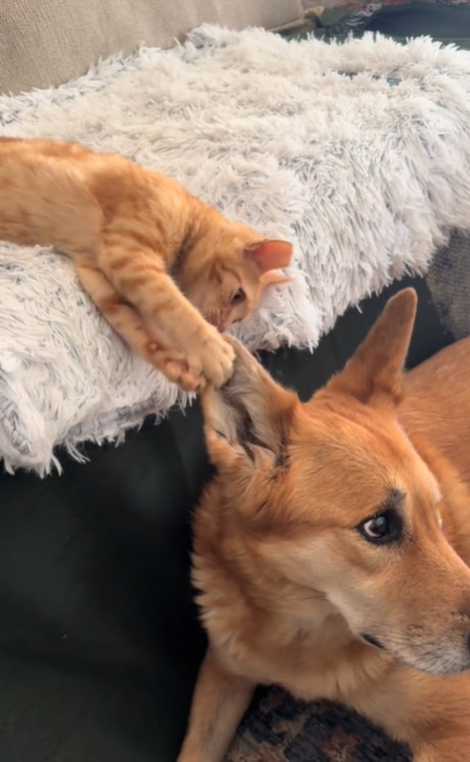 cat and dog