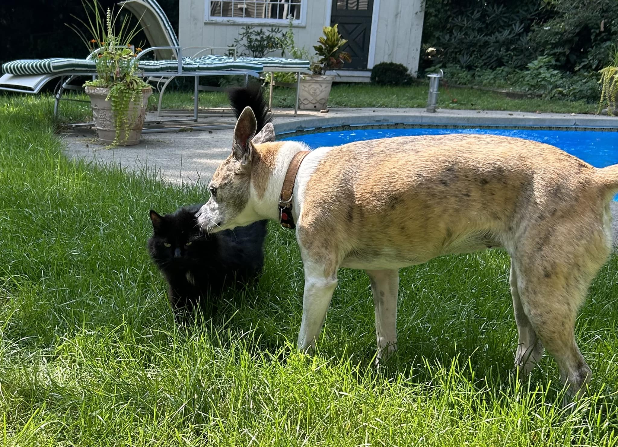 cat and dog