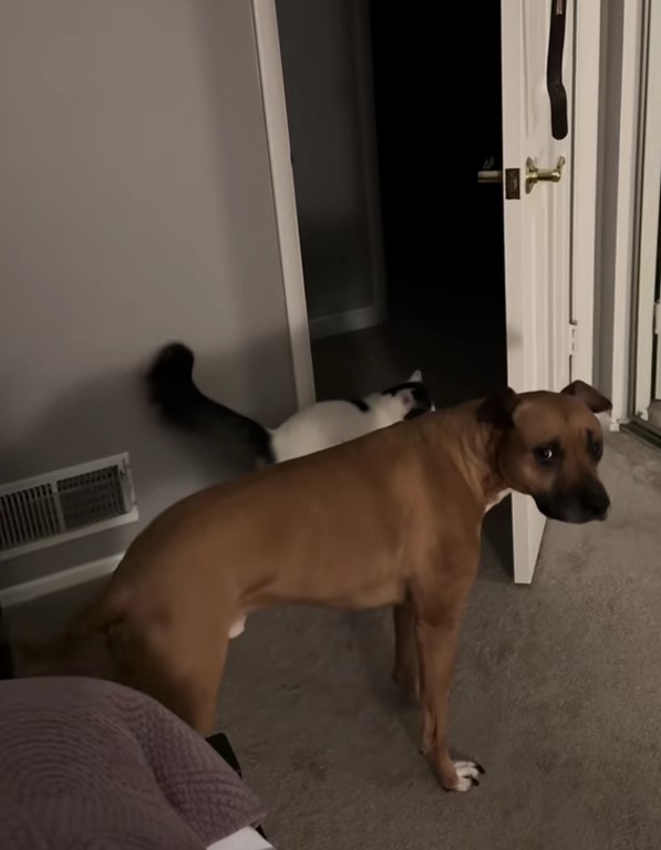 cat and dog in house