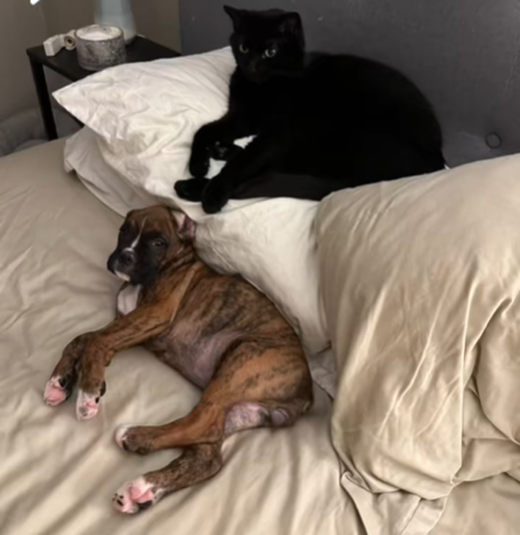 cat and dog laying together
