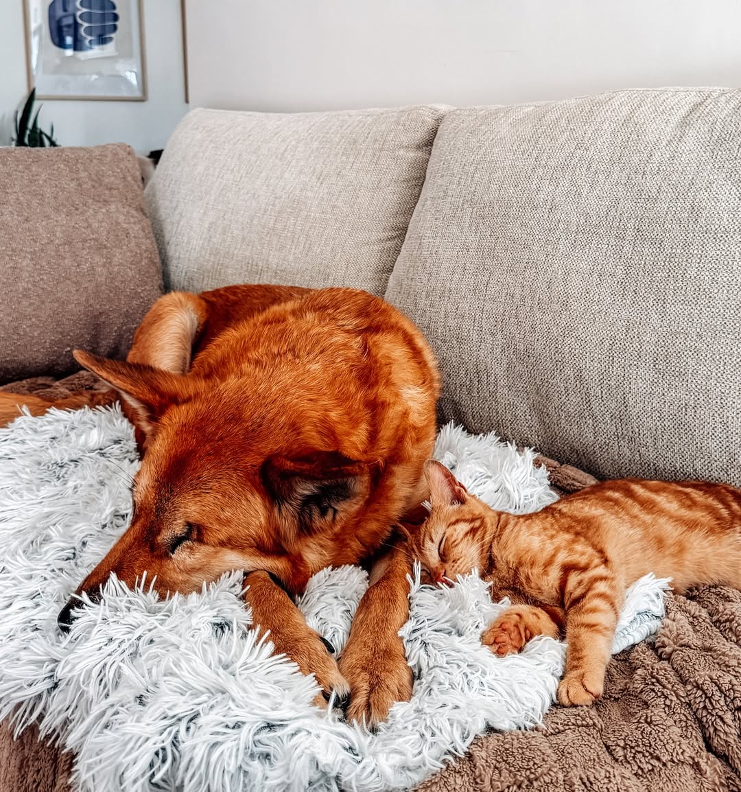 cat and dog sleeping