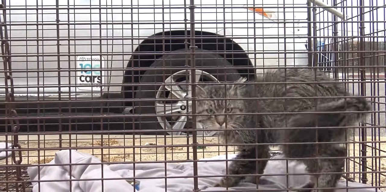 cat in crate