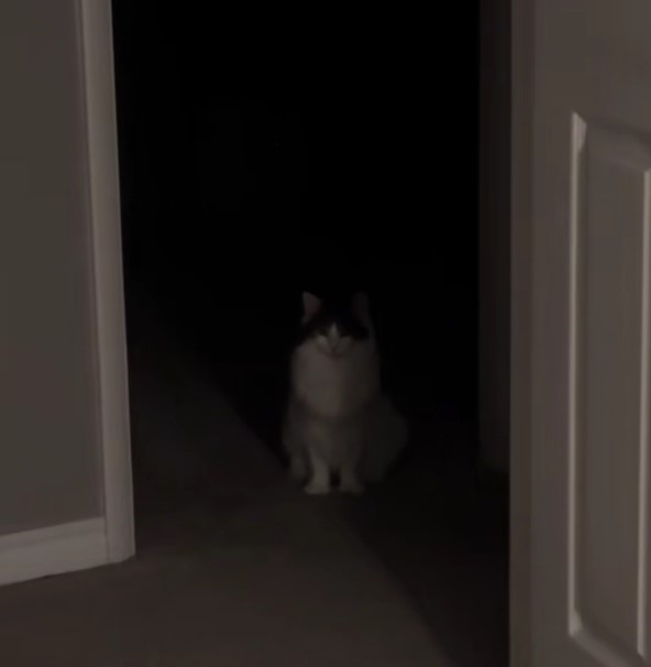 cat in house
