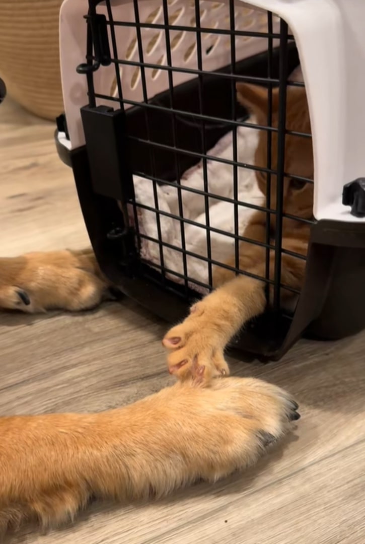 cat playing with dog