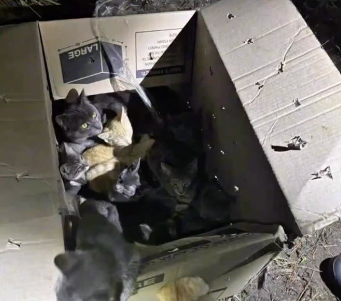 cats in box