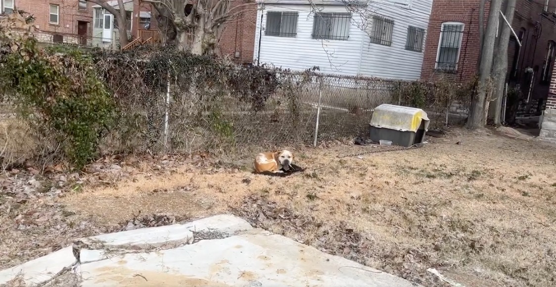 chained dog
