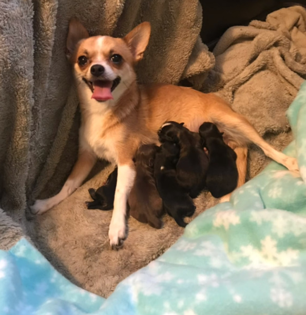 chihuahua feeding a puppies