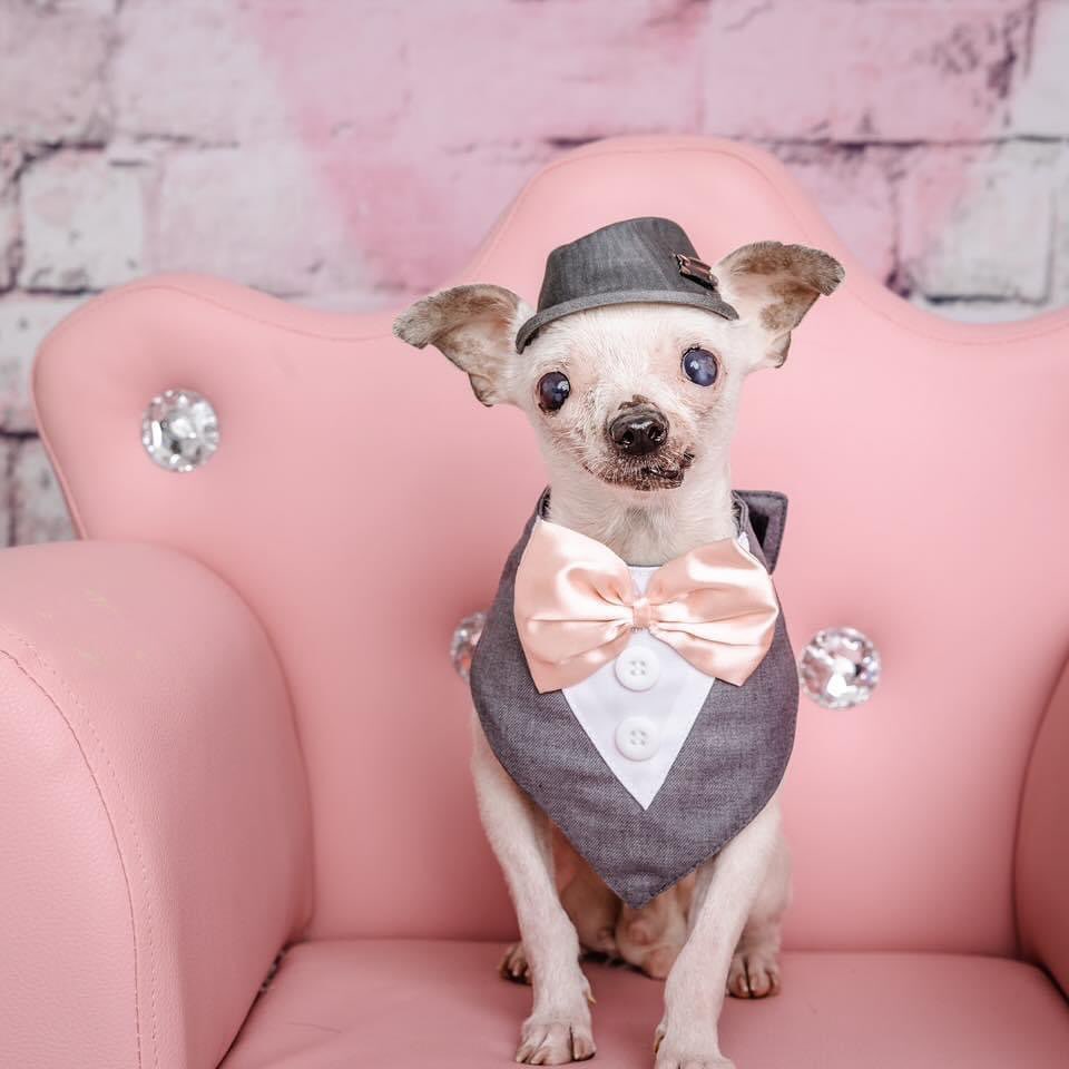 chihuahua holding a costume