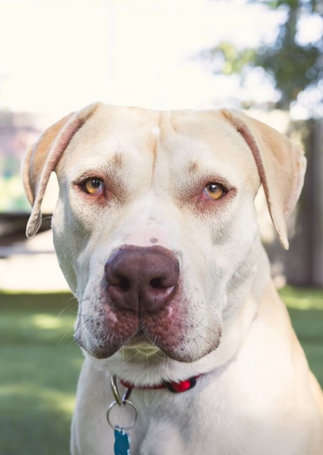 close shot of cute dog