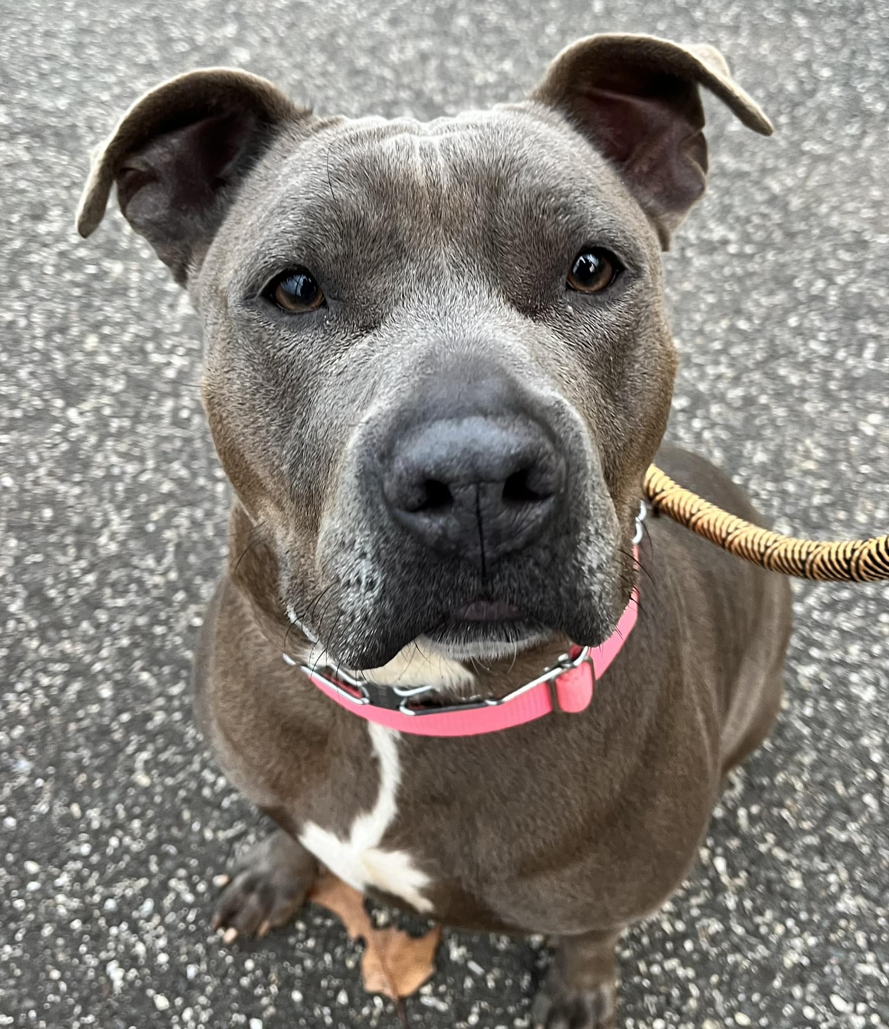 close view of beautiful dog