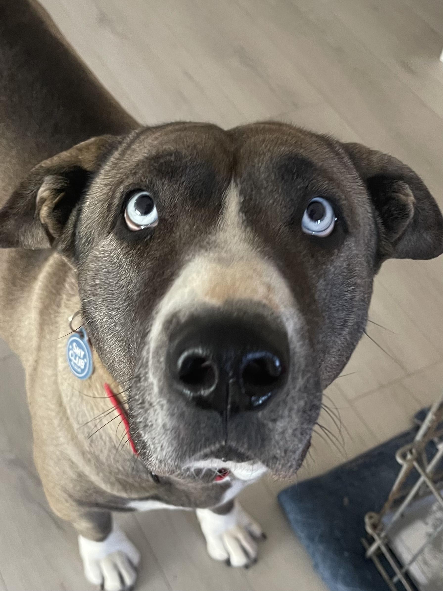 close view of cute dog