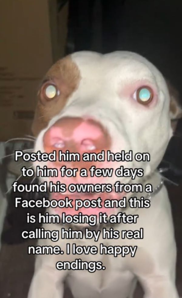 close view of dog