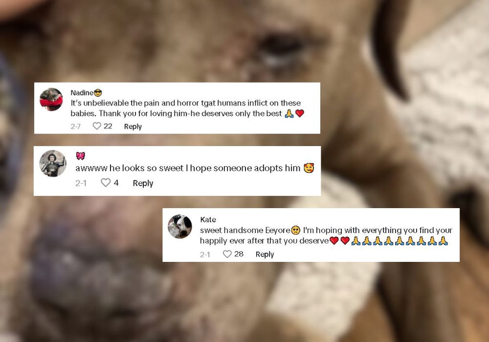 comments on tiktok