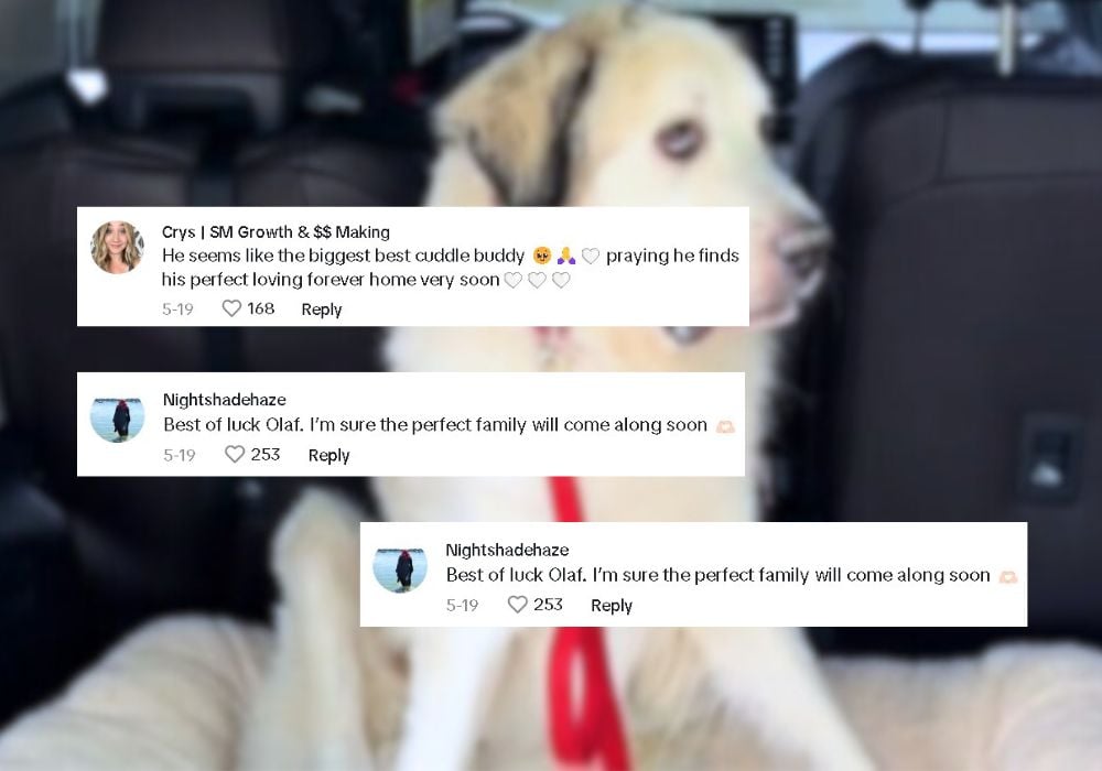comments on tiktok