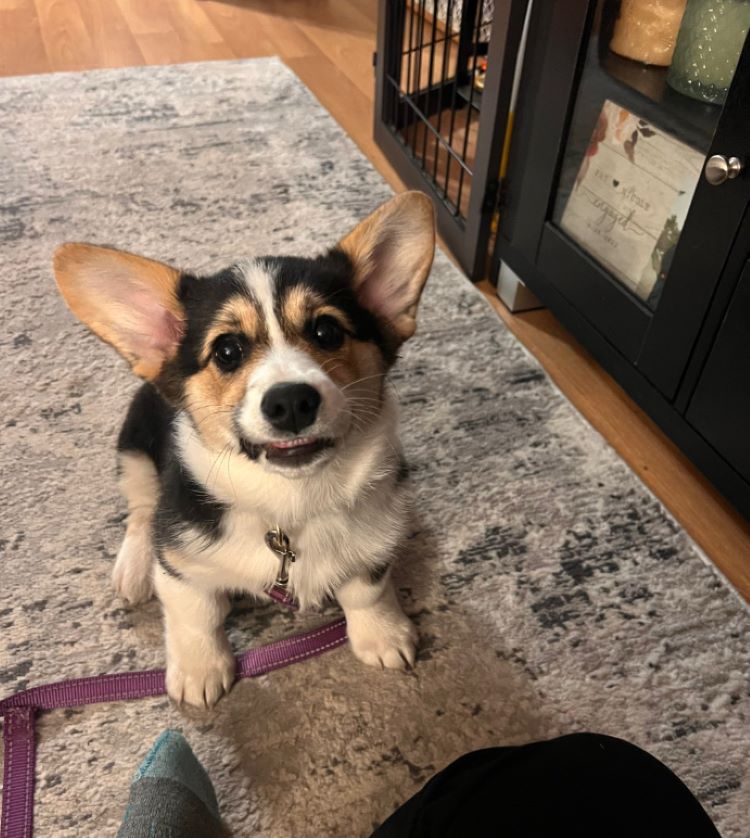 corgi in house