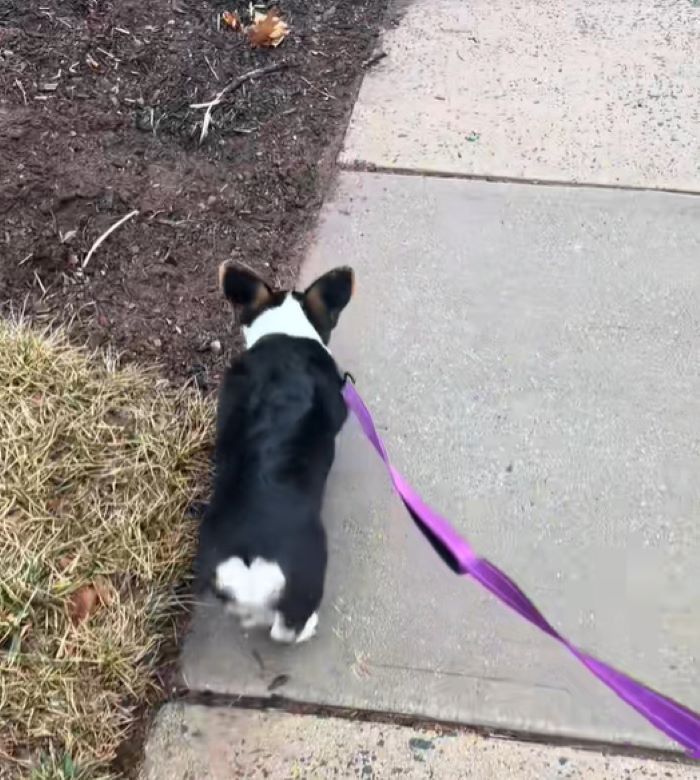 corgi on leash