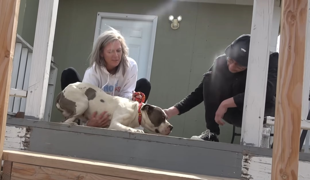 couple and injured dog