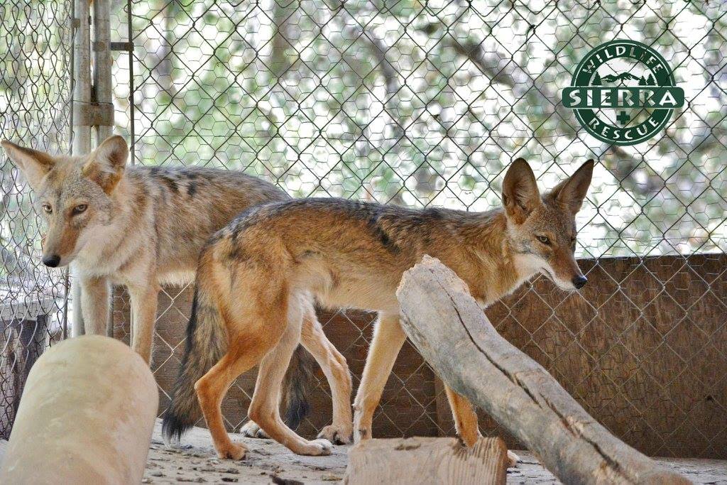 coyotes in crate