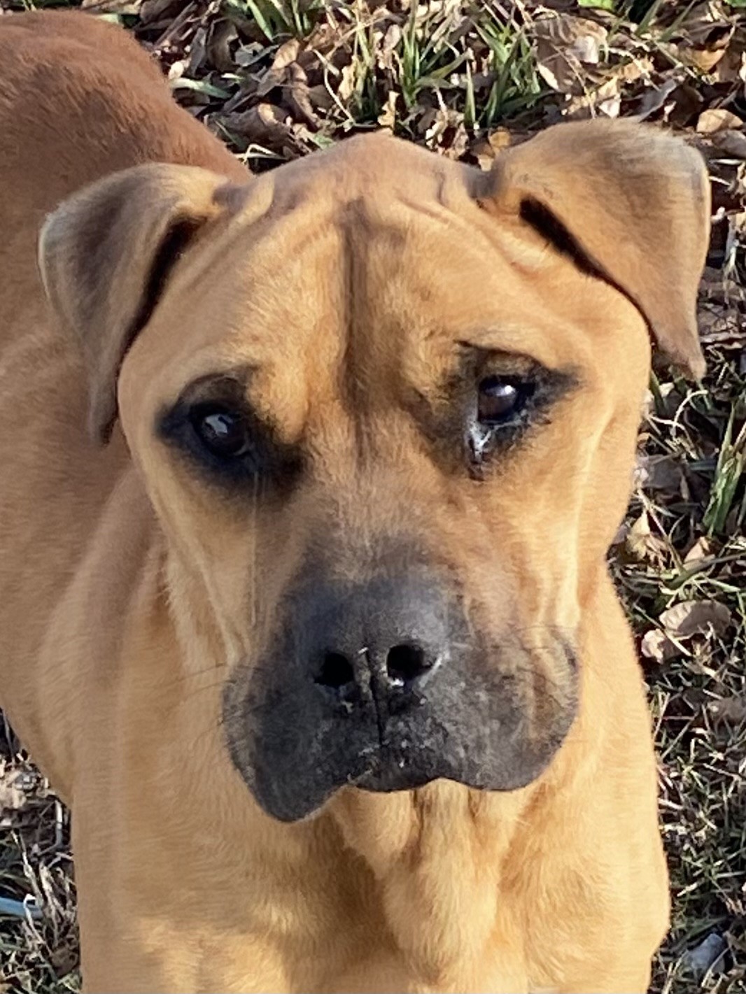 crying beautiful dog