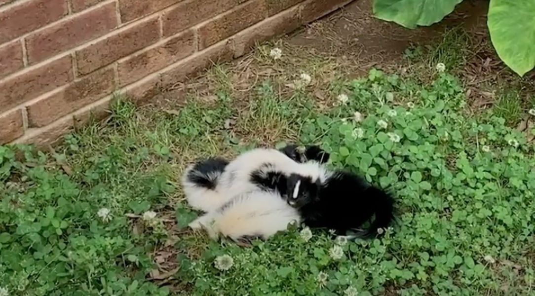 curled up skunk