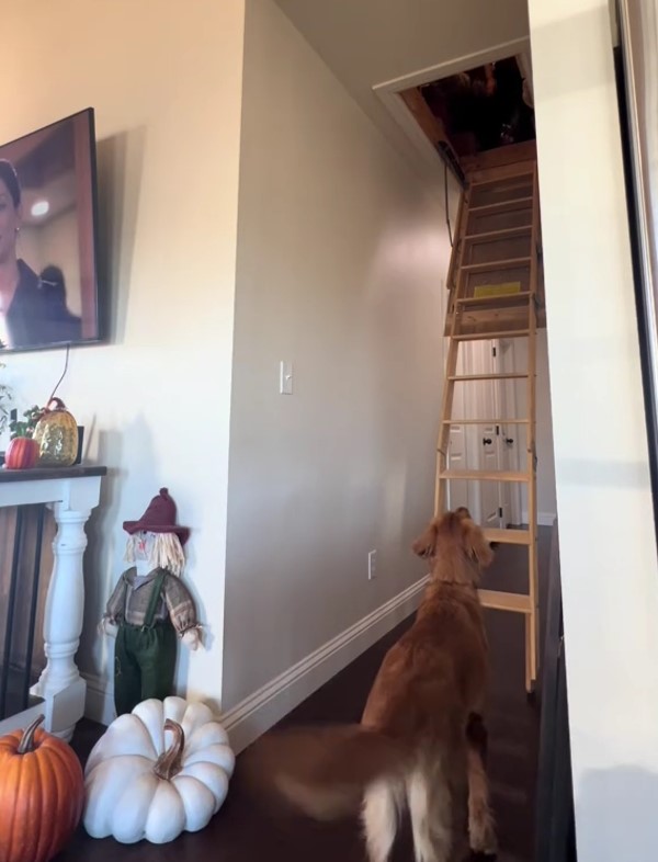 cute Golden Retriever