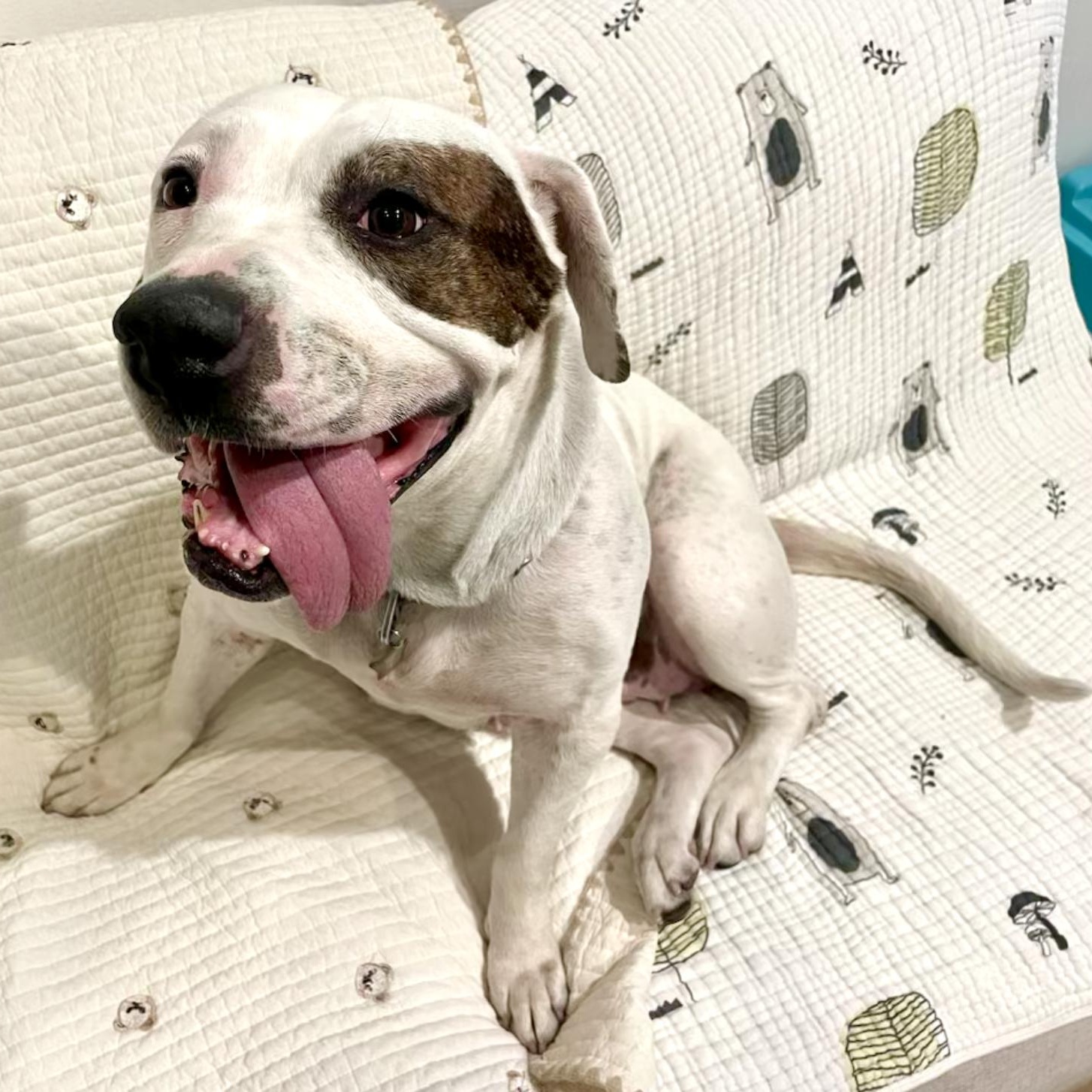 cute adopted dog