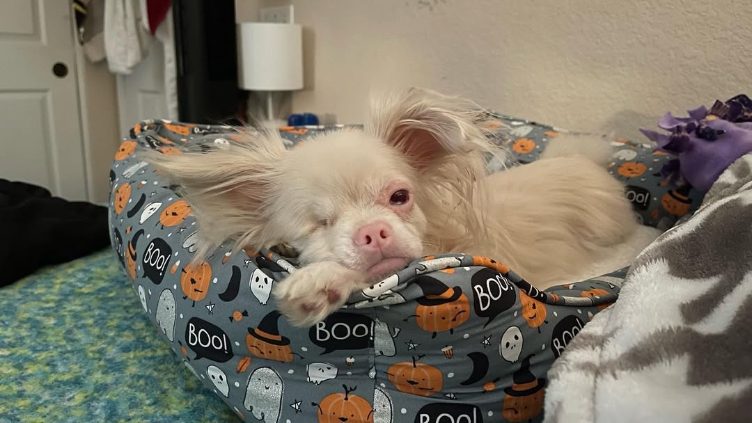 cute albino dog