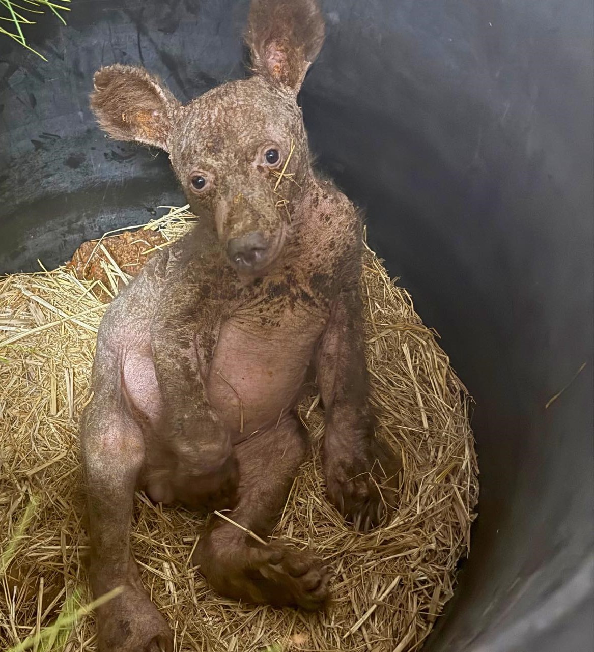 cute bear cub
