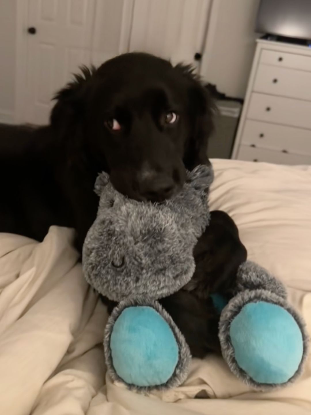 cute black dog