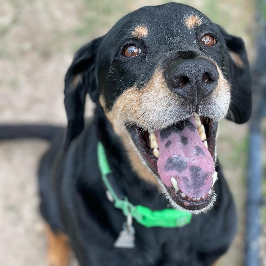 cute black dog