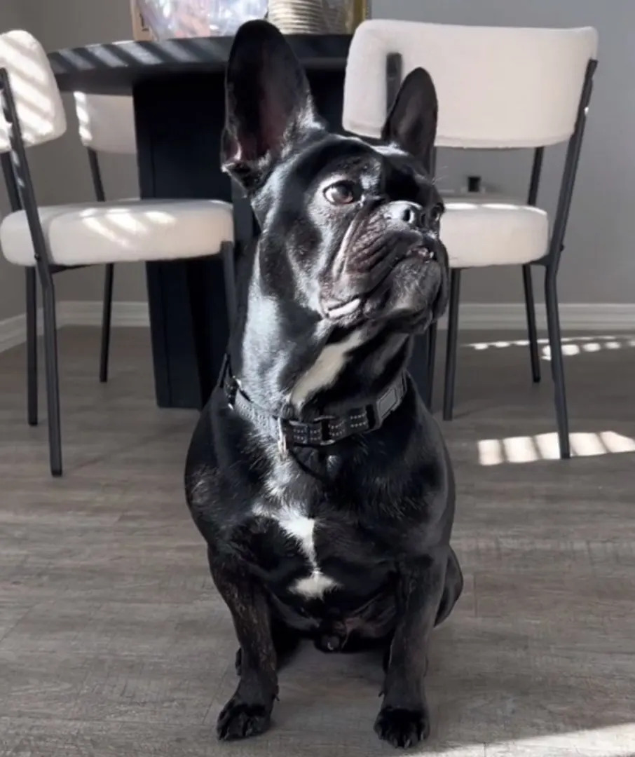 cute black dog
