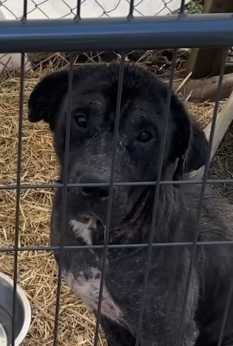cute black dog