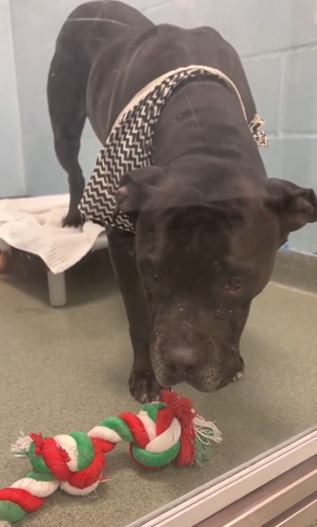 cute black dog in shelter