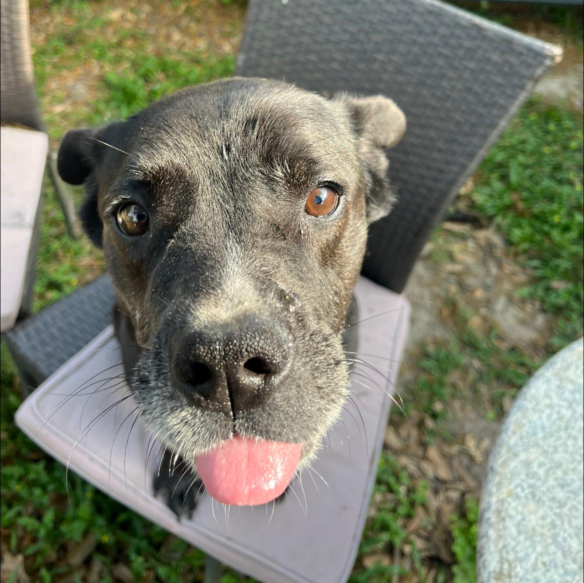 cute black dog on chair