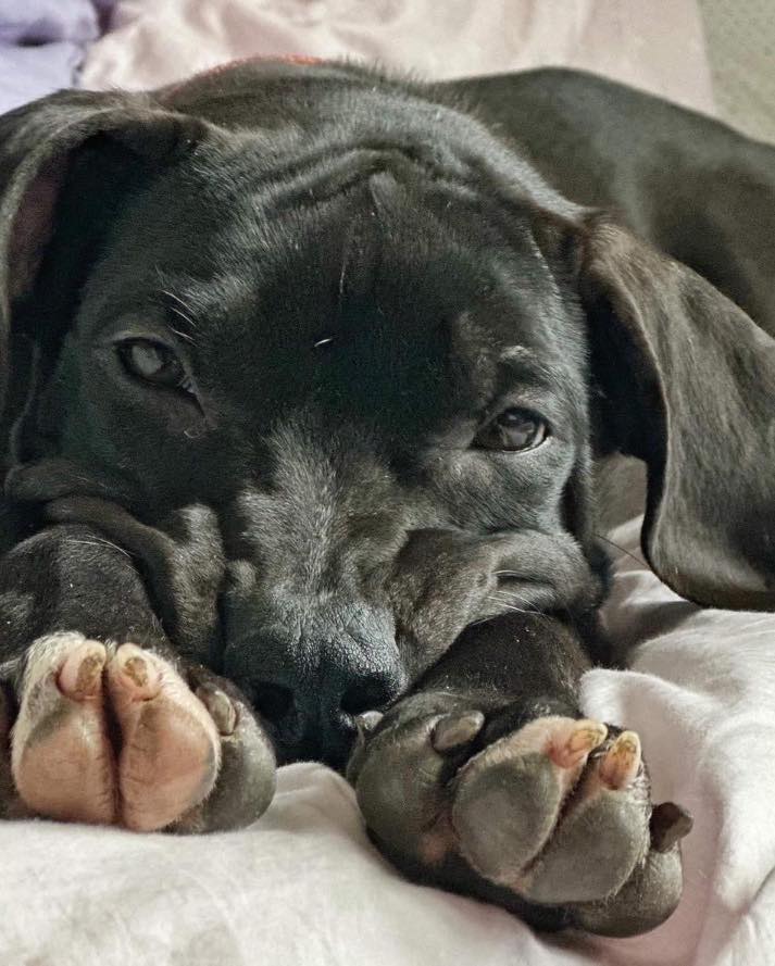 cute black dog