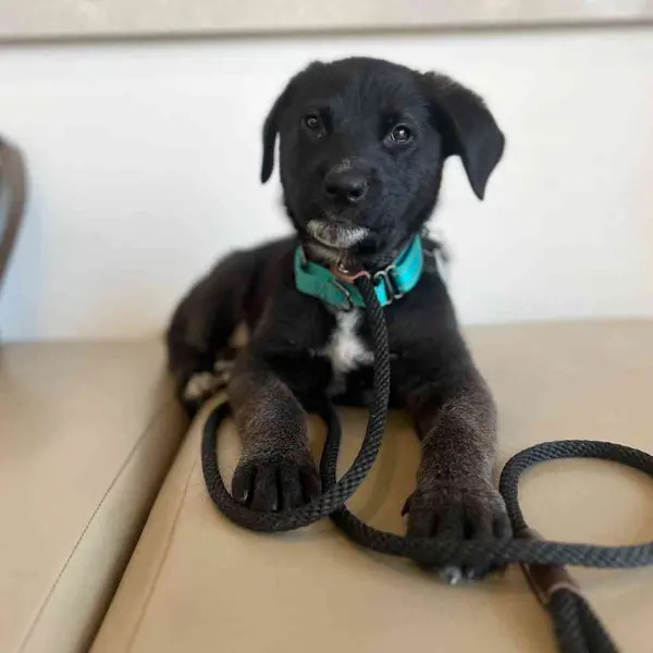 cute black puppy