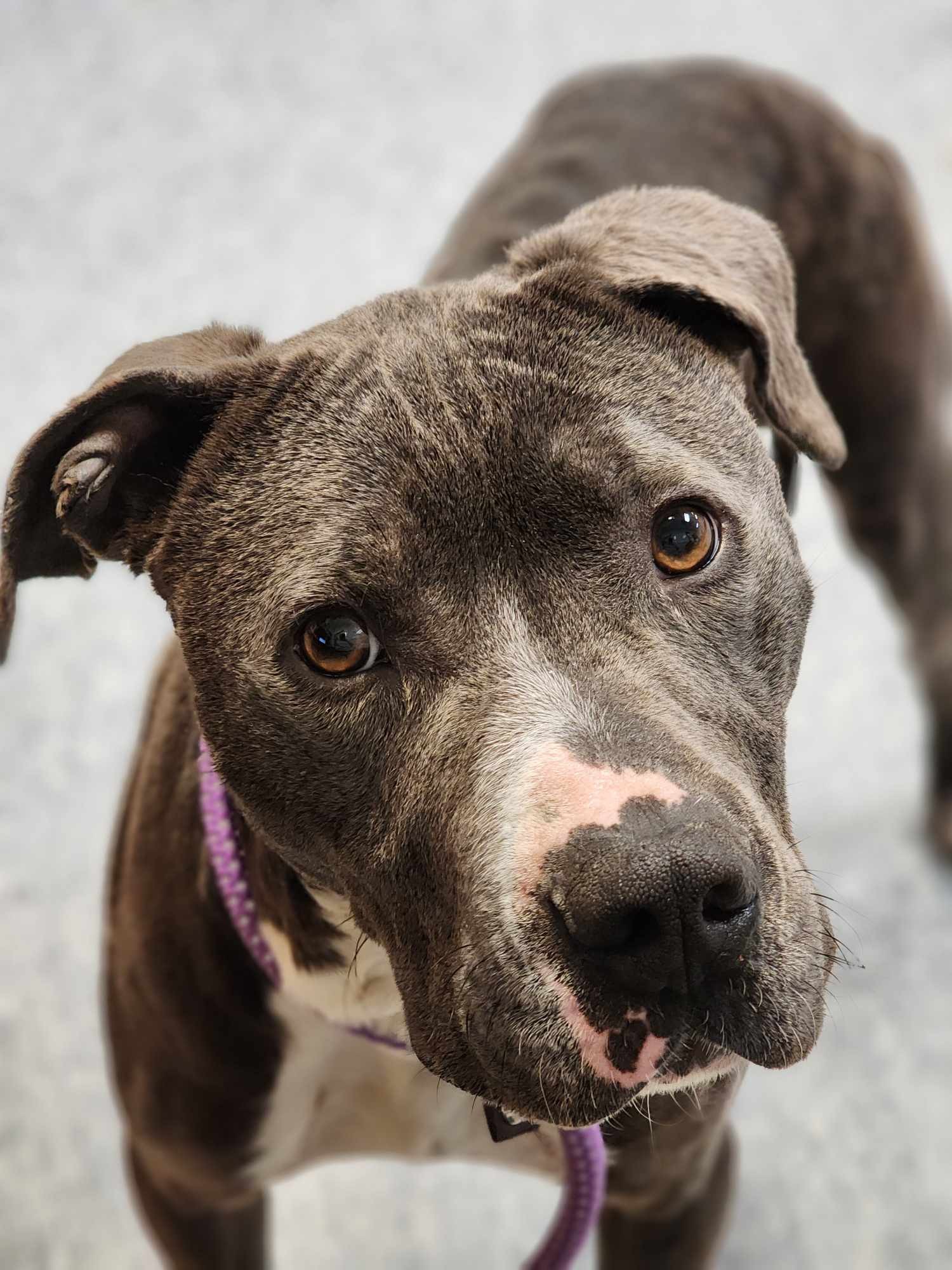 cute brown dog