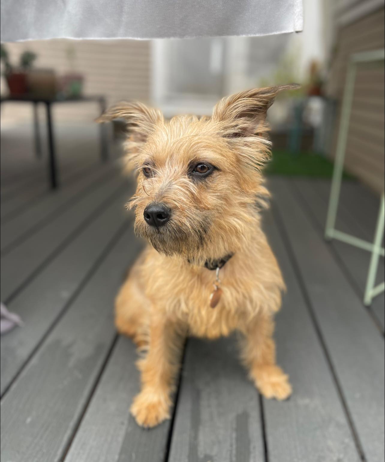 cute brown dog