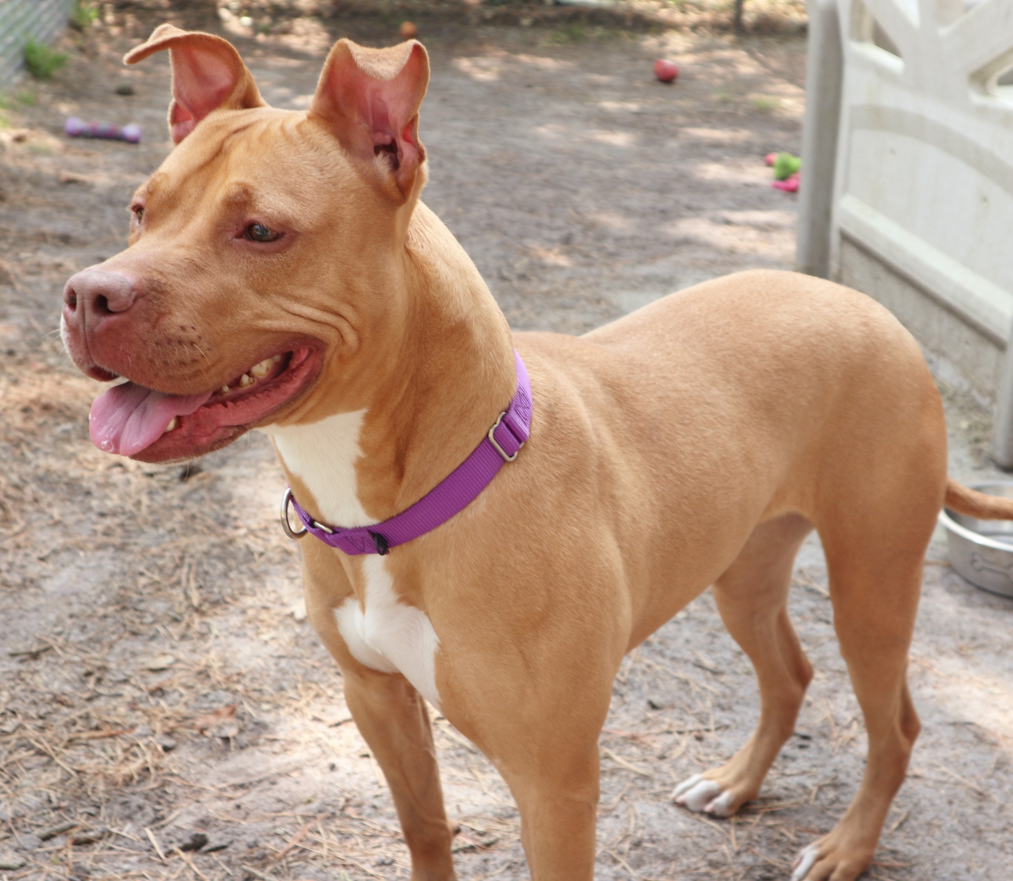 cute brown dog