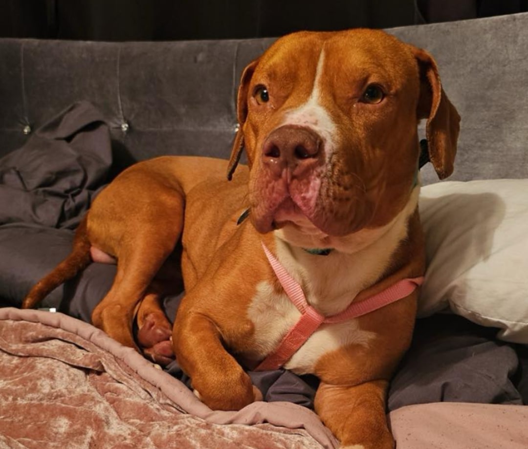 cute brown dog