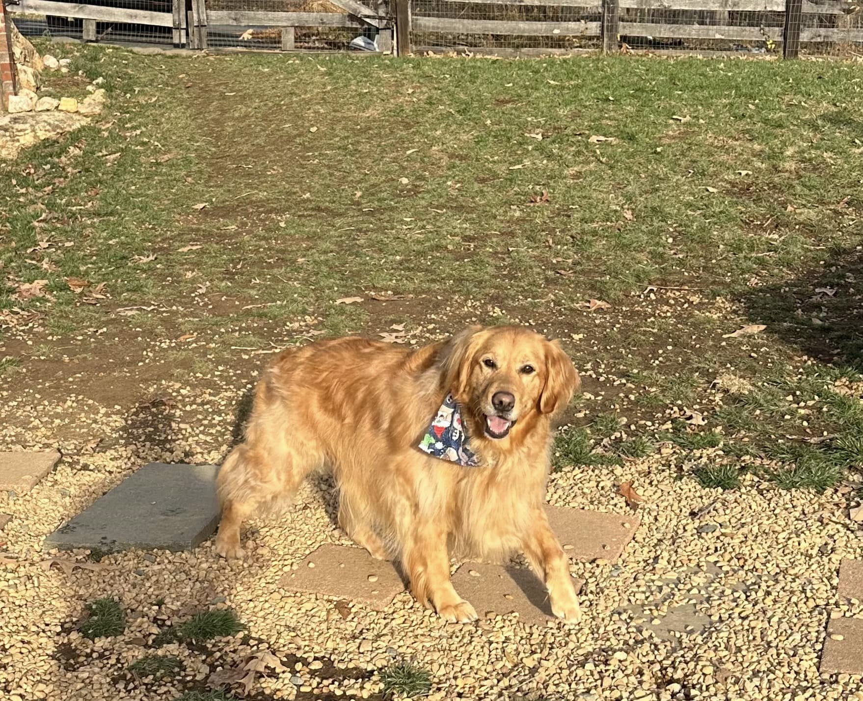 cute brown dog