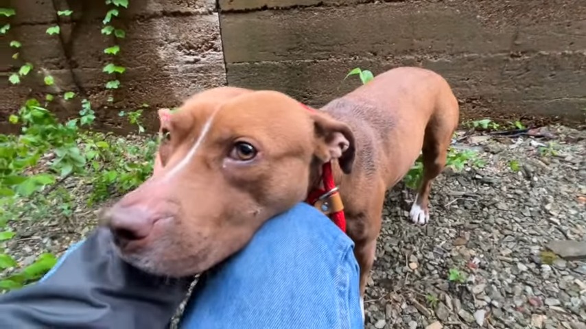 cute brown stray dog