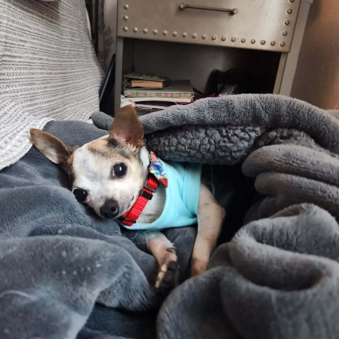 cute chihuahua