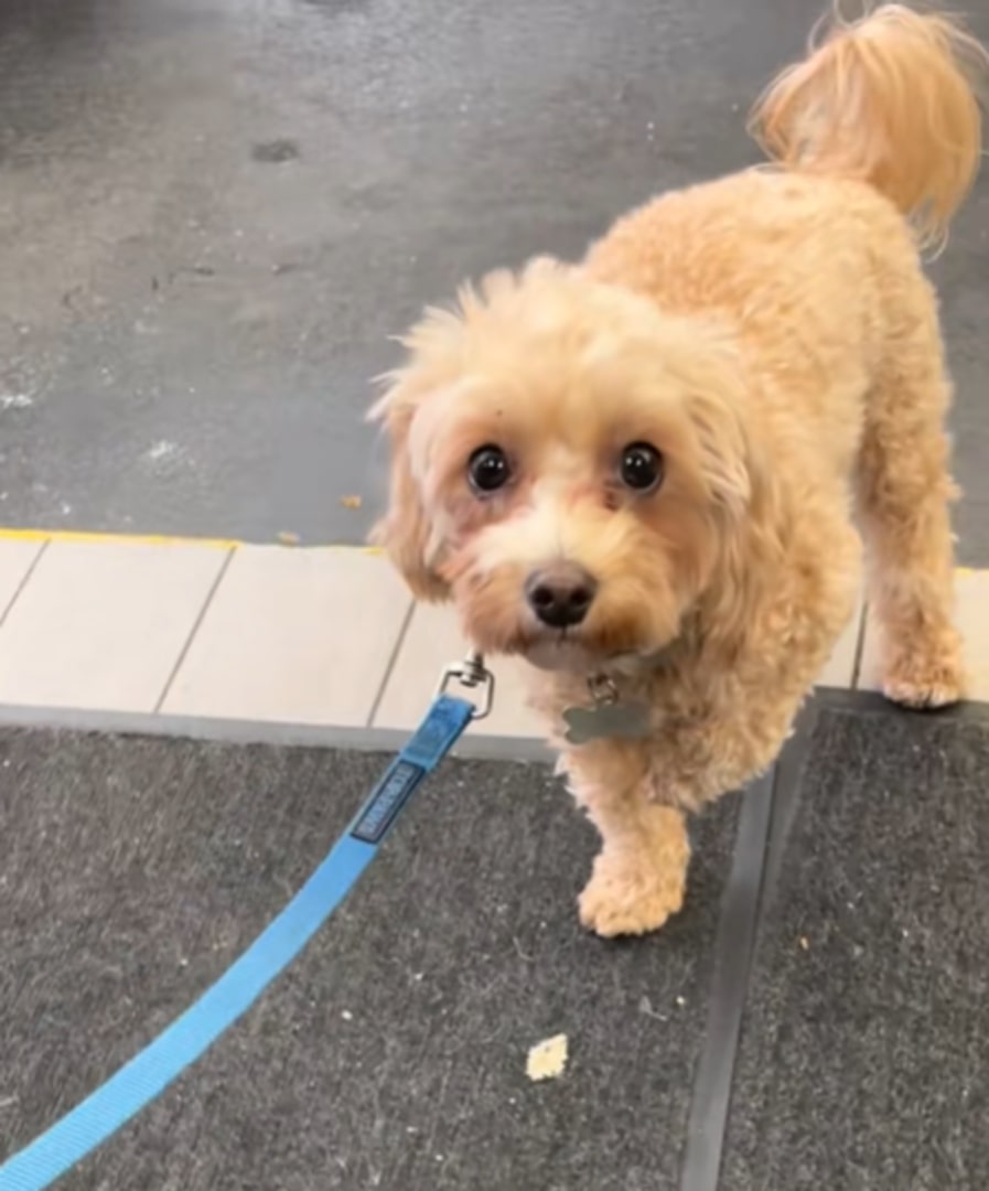 cute dog